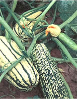 Looks can be deceiving. Delicata squash has a surprisingly tender skin.